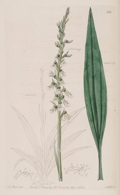 Illustration von Cyclopogon bicolor (als syn. Neottia bicolor) von M. Hart